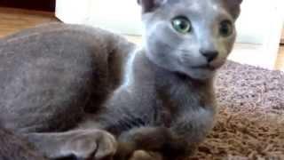 Russianblue