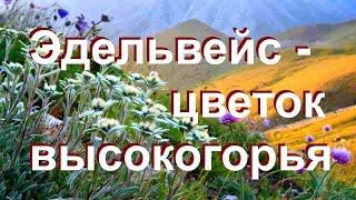 Эдельвейс - цветок высокогорья