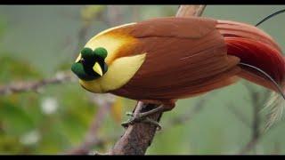 Tanah Papua  A Paradise for Birds