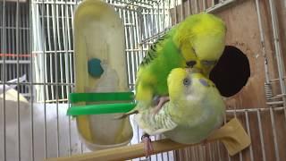 BudgiesParakeets MatingBugles And Lil KeekeeВолнистых попугаев