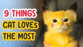 9 Things Cat Loves The Most 