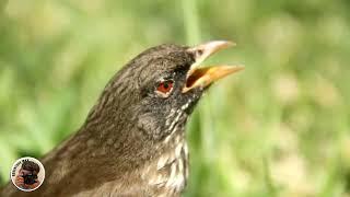 Will this Palmchat survive? Bird loses consciousnesses after hitting window