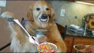 el perro que come cereal con cuchara bob espoja