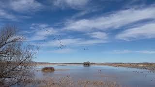 Flocks of incoming cranes returning from morning feeding in nearby fields Christmas Day 2022