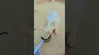 #cat #funny #pets #meowingtv #cute #cutecatcats #catlover #youtube #foryou #song