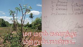 மா மரம்  கவாத்து  மற்றும்  பயன்கள்