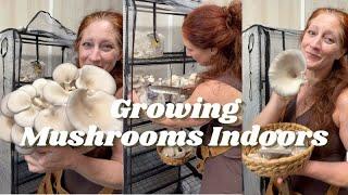 FINALLY a way to replace the grocery store Grow Tent Mushrooms. Sustainable Gardening Techniques.