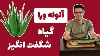 فواید آلوئه ورا  خواص آلوورا  آلوورا برای پوست