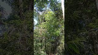 HUTAN KALIMANTAN #DAYAK #HUTAN KALIMANTAN