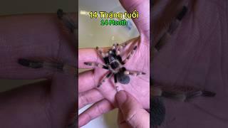 How do spiders develop? Remember to watch the entire clip
