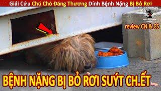 Giải Cứu Chú Chó Đáng Thương Dính Bệnh Nặng Bị Bỏ Rơi Suýt Ch.ết  Review Con Người Và Cuộc Sống