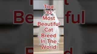 Top 10 Most Beautiful Cat Breeds in The World  #Cats