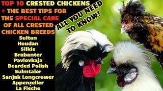 CRESTED CHICKENS Top10 of the most beautiful breeds + Special care for crested hens like the Polish