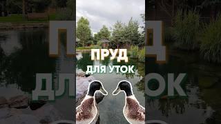 Прозрачный пруд для уток. Можно или нельзя? Построим?