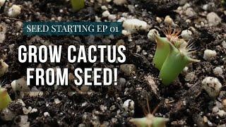 How To Grow Cactus From Seed  Starting Seeds Ep.1