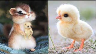 Cute Baby Animals Videos Compilation  Funny and Cute Moment of the Animals #26- Cutest Animals