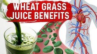 Green Blood Therapy – Benefits of Wheatgrass Juice Powder – Dr. Berg