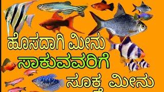 ಹೊಸದಾಗಿ ಮೀನು ಸಾಕುವವರಿಗೆ ಸೂಕ್ತವಾದ ಮೀನುಗಳುTop 8 fishes for the beginners in Kannada