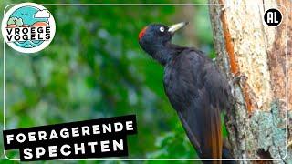 Foeragerende spechten  Compilatie Zelf Geschoten  Vroege Vogels