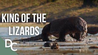 The King Of Lizards  The Komodo Dragon  1000 Days For The Planet  Documentary Central