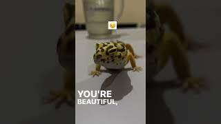 Hewan peliharaan lucu  gecko  gemash