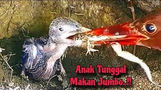 Anak Burung Tengkek Tunggal Diberi Makan Full Katak Babon - Kingfisher Natural Bird Nest