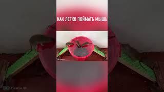 Простая ЛОВУШКА Для Мышей #shorts