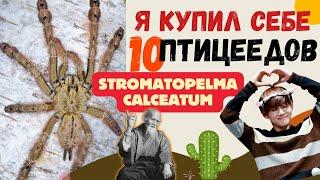 Я КУПИЛ СЕБЕ 10 ПАУКОВ-ПТИЦЕЕДОВ  Stromatopelma Calceatum