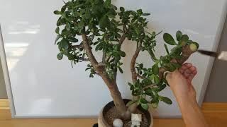 Large Jade plant Crazy Drastic pruning for better structure