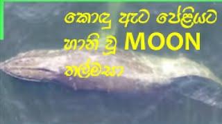 කොඳු ඇට පේළිය ට හානි වූ Moon  තල්මසා..