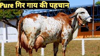 गुजरात की गिर गाय100%Pure Breed Gir Cow From Gujrat