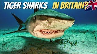 TIGER SHARKS in BRITAIN?  