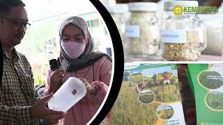 Bimtek RPIK Padi Sawah Tadah Hujan Di Kecamatan Wewewa Kabupaten Sumba Barat Daya NTT