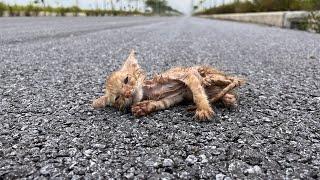 Stray kitten on the highway has a dangerous accident if it is not rescued in time