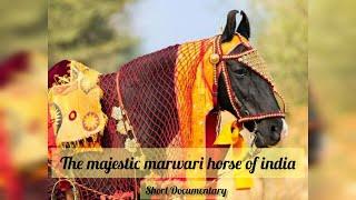 The Majestic Marwari Horse of India. A short documentary by The War Horse Riders.