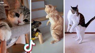 Funny ANIMAL Videos  Ultimate Compilation of Funny Pets 