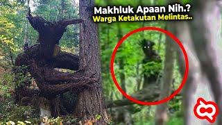 Meski Terekam Jelas Masih Banyak yang Gak Percaya Penampakan Makhluk Aneh di Tengah Hutan