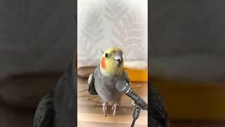 Şarkı söyleyen sultan papağanı #cockatiels