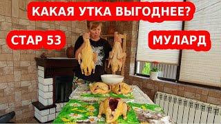 Какая утка мясная быстро растет стар 53 или мулард