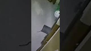 terekam cctv .. detik detik ular masuk ke dalam rumah