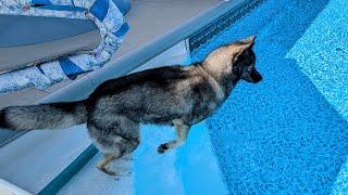 My Dog Jumped In the Pool on this HOT Day