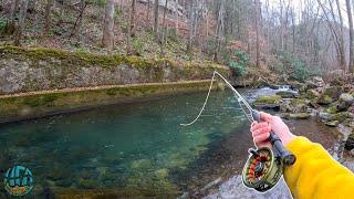 My first Trout of 2024 Fly Fishing for Brook Rainbow and Brown Trout