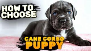 How To Choose A Cane Corso Puppy?