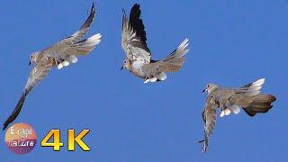 4K Doves cooing & blackbird song - Birds and their sounds from the Greek fauna