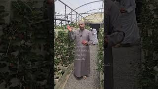 مزرعة الفرولة بسلطنة عمان بمحافظة الداخلية ولاية بهلاء
