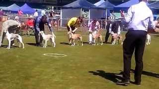 Vicky wins Best of breed Whippet at the Royal