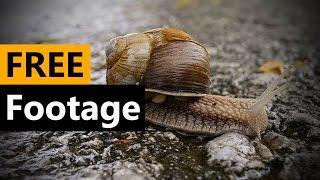 Snail - FREE Stock Video Footage Download Full HD