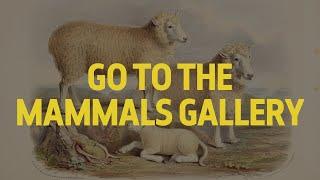 Can an animal be gay?  LGBTQ+ natural history tour  Stop 8