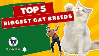 Top 5 Biggest Cat Breeds in the World