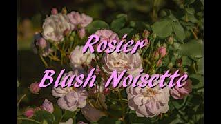 Choisir son rosier - Blush Noisette